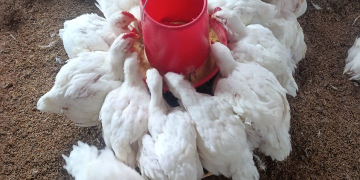 Venta de Pollos
