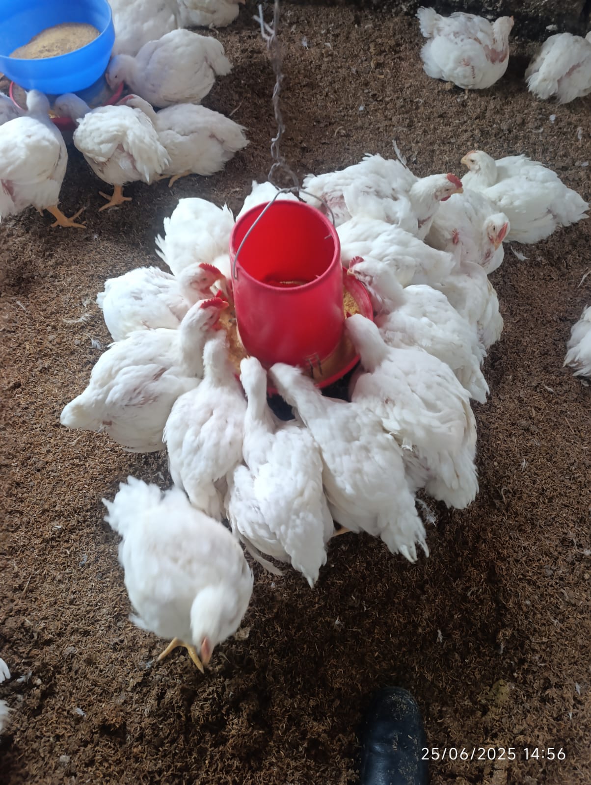 Venta de Pollos